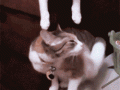 catkiss.gif